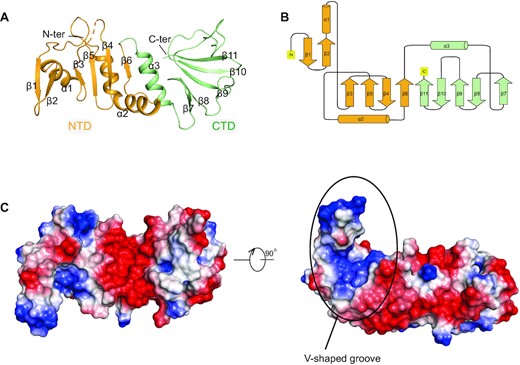Crystal Structure of AcrIIA18. (A) Overall structure of AcrIIA18. The NTD and CTD are shown in orange and green, respectively. (B) Topology diagram of AcrIIA18. The color scheme is the same as in (A). (C) Electrostatic surface representations of AcrIIA18. The V-shaped groove is positively charged.