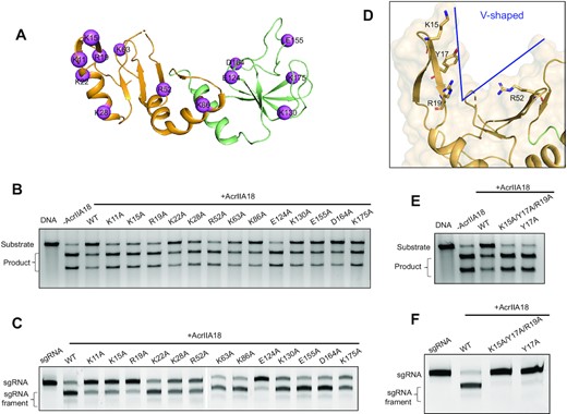 The N-terminal β-hairpin in NTD is critical for AcrIIA18 function. (A) The charged residues of AcrIIA18 selected for mutagenesis are shown in pink sphere representations (B) In vitro DNA cleavage assay in the presence of the wild-type or mutated AcrIIA18. This gel is representative of three replicate experiments. (C) Representative TBE-urea denaturing gels showing the sgRNA cleavage by wild-type and mutated AcrIIA18 in the presence of Cas9. This gel is representative of three replicate experiments. (D) The V-shaped groove of AcrIIA18. Charged residues Lys15, Arg19 and Arg52 are located in the V-shaped groove. Tyr17 stacks with Lys15 and Arg19. (E) Y17A mutant almost failed to inhibit Cas9-mediated DNA cleavage. This gel is representative of three replicate experiments. (F) Y17A mutant significantly impaired the AcrIIA18-induced sgRNA cleavage. This gel is representative of three replicate experiments.