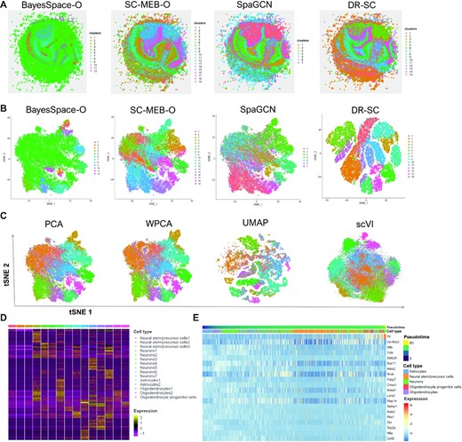 Analysis of mouse E15 neocortex data. (A) Spatial heatmap of clusters from four spatial-clustering methods: BayesSpace-O, SC-MEB-O, SpaGCN, and DR-SC. (B) tSNE plots for these four methods, where tSNE PCs of DR-SC were obtained based on the extracted 15-dimensional features while tSNE PCs of BayesSpace-O, SC-MEB-O, and SpaGCN were based on 15 PCs from PCA. (C) Visualization of the cluster labels estimated by DR-SC based on two-dimensional tSNE embeddings from four different DR methods: PCA, WPCA, UMAP, and scVI. (D) Heatmap of differentially expressed genes for each cell type identified by DR-SC. (E) Heatmap of gene expression levels of the top 20 genes with significant changes with respect to the Slingshot pseudotime. Each column represents a spot that is mapped to this path and is ordered by its pseudotime value. Each row denotes the most significantly changed gene expression.