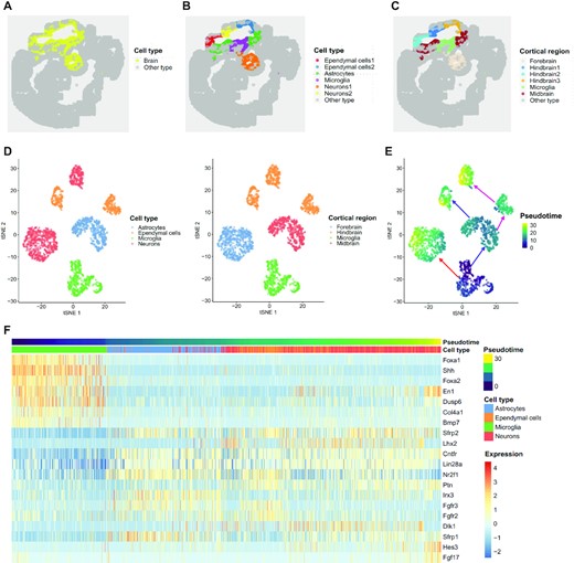 Analysis of mouse embryo data. (A) Spatial heatmap of brain regions and other areas. (B) Spatial heatmap of cell types based on clusters identified by DR-SC. (C) Spatial heatmap of cortical region identified by DR-SC. (D) tSNE plot of cell types and corresponding cortical regions, where the tSNE projection was evaluated based on estimated low-dimensional embeddings using DR-SC. Note, the cortical regions and cell types are well separated. (E) tSNE plot of inferred pseudotime using Slingshot based on the estimated low-dimensional embeddings and cluster labels for the cortical region from DR-SC. (F) Heatmap of gene expression levels for the top 20 genes with significant changes with respect to the Slingshot pseudotime. Each column represents a spot that is mapped to this path and is ordered by its pseudotime value. Each row denotes the most significantly changed gene expression.