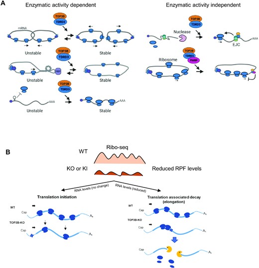 Models showing the roles of the TOP3B–TDRD3 complex in mRNA translation and turnover. (A) Models to explain how TOP3B–TDRD3 can regulate mRNA translation in topoisomerase activity dependent (left panel) and independent manners (right panel). The left panel shows three models. One, the TOP3B–TDRD3 complex may resolve (decatenate) two tangled mRNAs to promote their translation and stability. This model is supported by in vitro assays showing TOP3B can catalyze catenation of RNA circles (3,8). Two, an mRNA may become topologically constrained by circularization during translation. A supercoil or knot-like structure may be formed and required an RNA topoisomerase to release (3). It is possible that TOP3B may induce formation of the above topological structures to repress translation. Three, The TOP3B–TDRD3 complex may promote translation initiation by resolving topological stress at 5’UTR regions. The right panel shows two models of enzymatic activity independent mechanisms. The first model suggests the TOP3B–TDRD3 complex may recruit EJC complex to its target mRNAs to enhance their translation and reduce their degradation by nucleases (2). The second model depicts that TOP3B–TDRD3 may regulate translation of its targets by recruiting FMRP (2,3,9). (B) A cartoon shows two models to explain how TOP3B regulates translation of mRNAs that show continuous reduction of RPF levels across the entire CDS region. This RPF pattern (top) has been observed in all representative differentially-expressed mRNAs in the main figures (Figure 2A). Both models predict that inactivation of TOP3B–TDRD3 induces topological stress in mRNAs (marked by a cross). The first model hypothesizes that the stress inhibits initiation, whereas the second model suggests that it inhibits elongation. The second model fits mRNAs (such as CHD8) that are subject to translation-associated mRNA decay(46), whereas the first model fits other mRNAs (such as SMC3) that show no reduction of their levels. See Supplementary Figure S11 for RPF patterns of CHD8 and SMC3 mRNAs on codon-by-codon beGraphs. The details are described in the main text. The nucleases are depicted by yellow.
