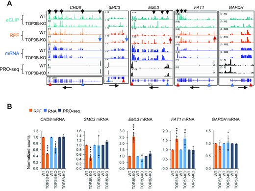 TOP3B regulates translation and turnover of specific mRNAs. (A, B) BedGraphs (A), and their quantifications (B), show four representative genes with altered RPF levels in TOP3B-KO cells. eCLIP-seq results show the binding of TOP3B to three of them. The RNA-seq and PRO-seq were included for comparison. The RNA-seq level for FAT1 was significantly altered in TOP3B-KO cells, whereas its PRO-seq level remained unchanged, suggesting that turnover of this mRNAs was altered. GAPDH was included as a control. The black arrows above the bedGraphs mark the TOP3B eCLIP peaks that were higher in WT and lower in TOP3B-KO cells (a negative control), whereas those below mark the transcriptional direction. Blue and red arrowheads (below) mark the positions of translation start and stop codons separately. Blue and red arrows (middle) mark the decrease or increase of the expression level separately. The data in (B) were shown in normalized counts generated by DESeq2. * = adjusted P-value < 0.1, ** = adjust P-value < 0.05, *** = adjust P-value < 0.01.