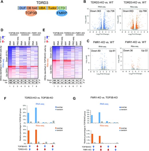 TOP3B co-regulates more genes with TDRD3 than with FMRP. (A) Schematic representation of the TOP3B–TDRD3-FMRP complex. (B, C) Volcano plots showing the numbers of down-regulated or upregulated DEGs in TDRD3-KO and FMR1-KO by RNA-seq (blue) or Ribo-seq (orange) from three independent experiments. Description of Volcano plots are described in Figure 1 Legend. (D, E) Heatmaps showing the concomitantly decreased (blue color) or increased (red color) expression changes of the DEGs in TOP3B-KO versus those of TDRD3-KO and FMR1-KO cells by RNA-seq (D) or Ribo-seq (E). The percentages below the maps were calculated by artificially setting the decreased or increased DEGs of TOP3B-KO cells as 100% (column 1). The percentages of the DEGs of TDRD3-KO or FMR1-KO cells that were altered in the same directions were shown in a table below the figure. The cutoff threshold for the increased or decreased DEGs is 1.5-fold. Notably, a stronger co-clustering was observed between TOP3B-KO and TDRD3-KO than that between TOP3B-KO and FMR1-KO (column 4 versus 7). (F) Graphs to compare the percentages of overlapping DEGs in the same or opposite direction of alteration vs. those randomly selected genes between TOP3B-KO and TDRD3-KO cells. The DEGs were identified by either RNA-seq (blue) or Ribo-seq (orange). The percentages were relative to the DEGs numbers of TOP3B-KO cells. The randomly selected genes were expression level matched, and the numbers were identical to that of the decreased or increased DEGs of TDRD3-KO cells. The percentages of these genes that were decreased or increased in RNA-seq or Ribo-seq of TDRD3-KO cells were then calculated. Blue arrows represented reduced, whereas red arrows represented increased DEGs. Arrows in the same direction depicted DEGs that were altered in the same direction in TOP3B-KO and TDRD3-KO cells. (G) The DEGs between TOP3B-KO and FMR1-KO were analyzed using the same method as (F). Note the scales on Y-axis are smaller in (G) than (F).