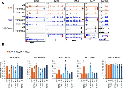 TOP3B and TDRD3 co-regulate translation and turnover of a group of mRNAs. (A, B) BedGraphs of sequencing read distributions (A), and bar graphs of quantification of these reads (B), show the Ribo-seq, mRNA and PRO-seq signals for five representative genes in TDRD3-KO and FMR1-KO cells. The RNA-seq levels for CHD8, SMC3, EML3 and FAT1 were altered in TDRD3-KO cells, whereas their PRO-seq levels remain unchanged, suggesting that turnover of these mRNAs was altered. Black arrows below mark the transcription direction. Blue and red arrowheads (below) mark the positions of translation start and stop codons separately. Blue and red arrows (middle) mark the decrease or increase of the expression level separately. The alteration for these mRNAs in TOP3B-KO and Y336F-KI cells are described in Figures 2A and 8A. Normalized counts were generated by DESeq2. *** = adjust P-value < 0.01.
