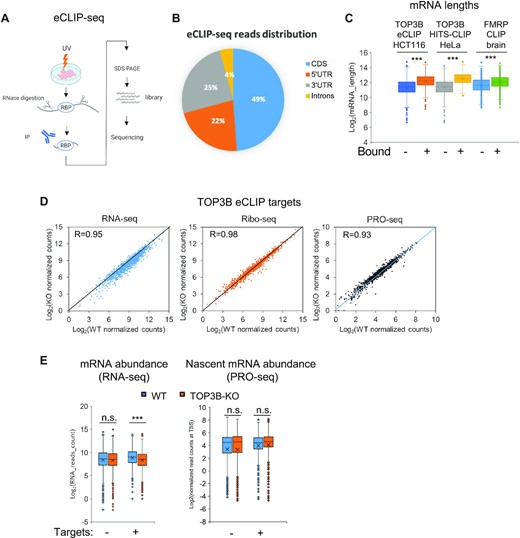 TOP3B preferentially binds coding region of long mRNAs and increases their stability. (A) Schematic overview of the major steps of eCLIP-seq (41). (B) A pie chart displaying TOP3B eCLIP-seq read density (tags/kb) distribution in CDS (coding sequence), 5’UTR, 3’UTR and introns. Reads from WT immunoprecipitation group were analyzed using RSeQC. (C) Box and Whisker plot showing longer average lengths of mRNAs bound by TOP3B than those that are unbound. The TOP3B-bound mRNAs were identified by eCLIP in HCT116 or HITS-CLIP in HeLa cells. The mRNAs bound by FMRP identified by HITS-CLIP in mouse brains were also shown (3,58). The mRNA lengths were log-transformed. (D) Scatter plots showing the strong correlations of RNA, RPFs or PRO-seq levels of TOP3B eCLIP targets between WT and TOP3B-KO cells. Notably, there are more mRNAs with reduced RNA-seq levels in TOP3B-KO HCT116 cells (left panel), whereas the numbers of mRNA with reduced or increased PRO-seq signals are comparable in the same cells (right panel), indicating increased turnover of TOP3B-bound mRNAs in the absence of TOP3B. (E) Box-Whisker plots showing that TOP3B eCLIP target mRNAs exhibit overall reduced levels of mature transcripts (left), but unchanged levels of nascent transcripts (right), in TOP3B-KO cells compared with WT cells. As a control, the randomly selected unbound mRNAs (also expression level matched) did not display this trend. These data suggest that TOP3B binding stabilizes its target mRNAs by reducing turnovers. ***P-value < 0.01; n.s., no significant.