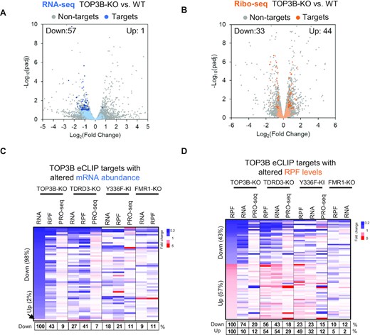 TOP3B binding preferentially reduces mRNA turnover but affects translation in either directions. (A, B) Volcano plots showing the expression changes of TOP3B eCLIP targets by RNA-seq (A) or Ribo-seq (B). The target mRNAs were colored in blue or orange, whereas the non-target mRNAs were in gray. The target mRNAs exhibiting significant difference between KO vs. WT cells were shown in darker blue or orange colors. The description of Volcano plots were in Figure 1 Legend. (C, D) Heatmaps showing the expression changes of the TOP3B-bound mRNAs determined by RNA-seq (C) or Ribo-seq (D), in different KO and KI mutant cells indicated on the top. The percentages below the maps were calculated by artificially setting the decreased or increased DEGs of TOP3B-KO cells as 100% (column 1 of each graph). The percentages of these DEGs altered in the same directions in other KO or KI mutant cells were shown in a table below the figure. The DEGs identified by different Seq methods from each cell type were included in the analysis. The cutoff threshold for the increased or decreased DEGs is 1.5-fold. Notably, the TOP3B targets with altered mRNA abundance were nearly all deceased in TOP3B-KO cells by RNA-seq (C, lane 1), whereas only 9% of them were decreased by PRO-seq (lane 3), indicating that majority (91%) of these mRNAs have increased turnover. Moreover, the TOP3B targets with altered RPF levels were either increased or decreased (D, lane 1), indicating that TOP3B binding can affect translation in either directions.