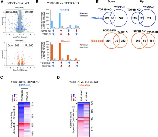 TOP3B regulates mRNAs in its topoisomerase activity dependent and independent manners. (A) Volcano plots showing the number of DEGs in Y336F-KI cells by RNA-seq (up) or Ribo-seq (down). The description of Volcano plots is in Figure 1B Legend. (B) Graphs to compare the percentages of overlapped DEGs in the same or opposite directions of alteration between Y336F-KI and TOP3B-KO groups vs. those randomly selected genes. The percentages were relative to the DEGs numbers of TOP3B-KO group. The randomly selected genes were expression level matched, and the numbers were identical to that of the decreased or increased DEGs of Y336F-KI cells. Blue arrows represent reduced, whereas red arrows represent increased DEGs. Arrows in the same direction depicted DEGs that were altered in the same direction in TOP3B-KO and Y336F-KI cells. (C, D) Heatmaps display the DEGs in TOP3B-KO which were overlapped with those of Y336F cells by RNA-seq (C) or Ribo-seq (D). The DEGs with decreased or increased signals (fold changes) were marked by blue and red, respectively. The overlapped DEGs that were altered in the same directions were marked as “+”, whereas the others were marked as “–”. The percentages of the overlapped or non-overlapped DEGs were shown on the right. (E) Venn diagrams showing the overlapped DEGs between TOP3B-KO and Y336F-KI cells.