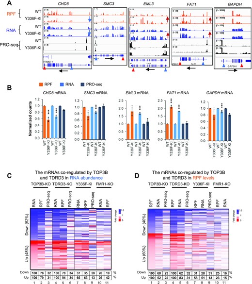 TOP3B requires its topoisomerase activity to regulate translation and turnover of specific mRNAs. (A) BedGraphs of sequencing read distributions, and bar graphs of quantification of these reads (B), show the Ribo-seq, RNA-seq and PRO-seq signals for five representative genes. The RNA-seq levels for CHD8, SMC3, EML3 and FAT1 mRNAs were altered in Y336F-KI cells, whereas their PRO-seq levels remain unchanged, suggesting that turnover of these mRNAs was altered. The alteration of these genes in TOP3B-KO cells were described in Figure 2A. The bar graphs show the normalized counts from three biological replicates. *** = adjust P-value < 0.01. (C, D) Heatmaps showing how the concomitantly decreased (blue color) or increased (red color) DEGs in both TOP3B-KO and TDRD3-KO cells were overlapped with the DEGs in TOP3B-Y336F and FMR1-KO cells by RNA-seq (C) or Ribo-seq (D). The percentages below the maps were calculated by artificially setting the decreased or increased DEGs of both TOP3B-KO and TDRD3-KO cells as 100% (column 1 and 4 of each graph). The percentages of the DEGs of TOP3B-Y336F or FMR1-KO cells that were altered in the same directions were shown in a table below the figure. The DEGs identified by different Seq methods from each cell type were included in the analysis. The cutoff threshold for the increased or decreased DEGs is 1.5-fold. Notably, a stronger co-clustering was observed between TOP3B-KO/TDRD3-KO and TOP3B-Y336F than that between TOP3B-KO/TDRD3-KO and FMR1-KO (column 7 versus 10). In addition, a stronger co-clustering was also detected between the levels of RPF and RNA than with PRO-seq for each cell type.