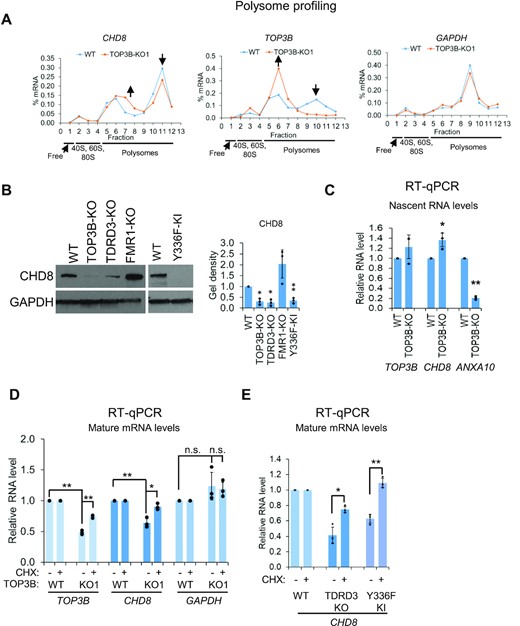 The deficiency of TOP3B reduces the translation of CHD8 mRNA resulting in a reduction of CHD8 mRNA stability. (A) Graphs from polysome profiling analysis show the reduced translation of CHD8 mRNA in TOP3B-KO cells, as evidence by its decreased level in the heavy polysome fractions, and increased level in light polysome fractions. The relative distributions (%) of the mRNAs on the sucrose gradients were quantified by RT-qPCR analysis. TOP3B and GAPDH were used as controls. The translation of TOP3B mRNA was significantly reduced in TOP3B-KO1 cells caused by pre-mature stop codon induced by CRISPR-Cas9 editing. No obvious difference of the translation was observed for GAPDH mRNA. The results were reproducible, but only one representative result was shown here. (B) Immunoblotting images and quantification show that CHD8 protein levels were reduced in TOP3B and TDRD3 mutant cells, but not in FMR1-KO cells, as indicated on top. (C) The nascent mRNA levels of representative genes were detected by RT-qPCR. The results showed that there was no significant change for TOP3B gene, slightly increased for CHD8 and significantly reduced for ANXA10 gene, which were consistent with the PRO-seq results (Supplementary Table S1). (D, E) RT-qPCR results showing the mRNA levels of the representative genes. Cycloheximide (CHX) treatment (100μg/ml) for 3 hours increased TOP3B and CHD8 mRNA levels in TOP3B-KO cells compared with non-treatment cells (D). CHX treatment also increased CHD8 mRNA levels in TDRD3-KO and Y336F-KI cells (E). These data indicate that the reduced mRNA levels of TOP3B and CHD8 were translation related. For the bar graphs, all the values are normalized to WT and log-transformed before P-value calculation *P-value < 0.05, **P-value < 0.01.