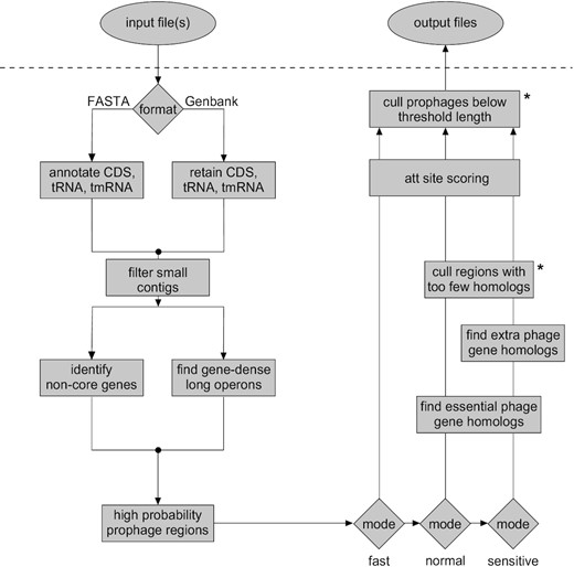 Workflow for DEPhT. Input files may be in either FASTA or Genbank flat file format. For FASTA files, contigs are parsed and CDS, tRNA and tmRNA genes are annotated. For Genbank files, contigs are parsed and annotations are reduced to CDS, tRNA and tmRNA genes. Annotated CDS genes are examined for (i) global homology to conserved mycobacterial genes and (ii) size, spacing, and transcription directionality change frequency. Genomic islands with gene architecture similar to that seen in temperate phages are identified as high likelihood prophage regions. In normal or sensitive run modes, the CDS genes in these regions are searched against a database of HMMs of genes performing phage-specific functions such as integrase, lysin, capsid, and terminase. In sensitive run mode genes are searched against a larger HMM database that includes any additional functionally annotated gene families. The sensitive mode thus yields a reasonably complete prophage sequence annotation. These limited homology searches help to distinguish true intact prophages from false positive prophage-like regions. Remaining prophage regions are searched for the phage attachment sites (attL/attR) before output files are generated. Asterisks indicate components that use thresholds that may be adjusted by users.