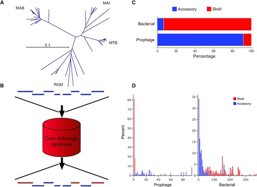 DEPhT employs MMseqs2 to identify and mask shell mycobacterial genes from predicted prophage regions. (A) The gene content of prophage-free Mycobacterium genomes was compared using MMseqs2 and sorted into four clades corresponding to M. abscessus (MAB), M. tuberculosis (MTB), M. avium-intracellulare (MAI) complexes, and rapid growing Mycobacterium (RGM) as depicted by an unrooted phylogenetic tree. Separate MMseqs2 databases were constructed for each clade for use in the shell/accessory classifier. (B) Schematic representation of the shell/accessory classifier which catalogues genes as being either bacterial orthologs or accessory genes. Bacterial genes, red; prophage genes, blue. (C) Validation of the shell/accessory classifier using 10 M. abscessus genomes (Supplementary Table S4) shows the proportion of either known bacterial or known prophage genes as being classified as shell or accessory genes. (D) Distribution of shell and accessory gene island sizes across regions known to be either prophage or bacterial. For every identified shell gene from content contributed by a prophage in 10 M. abscessus genomes (Supplementary Table S4), the size of the gene island it belongs to was plotted as a histogram (left; red), where the height of each bin in the histogram corresponds to the percentage of the total prophage genes. A similar histogram (left; blue) was plotted in the adjacent spaces for accessory gene content contributed by a prophage. The right histograms are the same representations for gene content not contributed by a prophage, where again a histogram (right; red) is plotted for shell gene content and an adjacent histogram (right; blue) is plotted for accessory gene content.