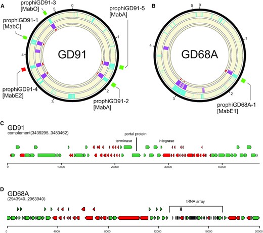 Phage gene homology detection in normal mode eliminates false positives from fast mode. (A) A circular genome diagram for M. abscessus GD91, with five known prophages, illustrated with green (forward oriented) or red (reverse oriented) boxes outside the circle. The outermost track (cyan) shows the location of genes determined not to be part of the M. abscessus shell genome. The next track (purple) shows the location of genes with size/tdc similar to temperate phages. The innermost track (red dots) shows the location of genes with strong hits to one or more HMMs in the limited database used in normal mode. Regions with overlapping cyan and purple signal are identified as prophages in fast mode. Any such regions with fewer than 5 phage gene homologs are removed from the output in normal mode. (B) The same as (A), but for M. abscessus GD68A, which has one known prophage. (C) Close inspection of the false positive from GD91 reveals that it is a defective phage with many of the genes related to Cluster MabI prophages, but 55 kb of the 80 kb MabI length missing, including all tail assembly genes. (D) Inspection of a false positive from GD68A reveals an abundance of short genes arranged in long operons with few tdc's, and an array of 35 predicted tRNA genes that nearly doubles the species normal ∼49 tRNA genes (Supplementary Table S5); nonetheless the region contains no compelling hits to any phage proteins.