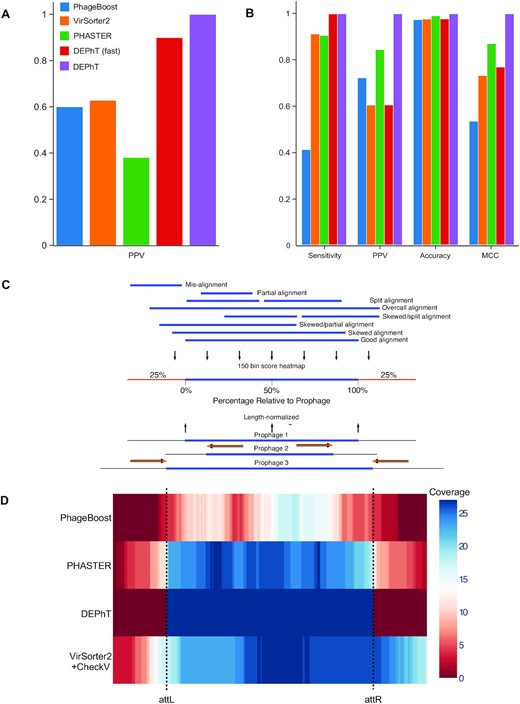 DEPhT discovers, discriminates, and extracts prophage signal deftly. (A) The positive predictive value (PPV) of the outputs for PHASTER, VirSorter2 supplemented with CheckV, PhageBoost, DEPhT (fast mode) and DEPhT (normal mode) for prophage discovery is displayed as a bar graph. PPV for prophage discovery was calculated as the number of manually identified prophages discovered by a program divided by the total number of prophage-like regions reported. (B) The sensitivity, PPV, accuracy, and Matthew's correlation coefficient were determined on a nucleotide basis for the same outputs and displayed as a multi-bar graph, using the same color scheme. For prophage extraction, true positives (TP) are calculated as the total nucleotide base pairs (bp) reported within a prophage region that belong to a manually identified prophage, true negatives (TN) is calculated as the total bp not reported in a prophage region that do not belong to a manually identified prophage, false positives (FP) are calculated as the total bp that is reported within a prophage region that belong to a manually identified prophage, and false negatives (FN) are calculated as the total bp not reported in a prophage region that do not belong to a manually identified prophage. Sensitivity is calculated as ${\rm{TP}}/( {{\rm{TP}} + {\rm{FN}}} ),$ positive predictive value (PPV) is calculated as $TP/( {TP + FP} )$, Accuracy is calculated as $TP + TN/( {TP + FP + TN + FP} )$, and Matthew's Correlation Coefficient is calculated as ($( {TP*TN} )\;-\;( {FP*FN} ))/\sqrt {( {TP + FP} )( {TP + FN} )( {TN + FP} )( {TN + FN} )} .\;$(C) A schematic representation of how predicted prophage regions align to true prophages is shown. At the bottom three known prophage are depicted of different lengths, and these are length normalized, to a scale of 0–100%, together with flanking sequences corresponding to 25% of genome length at each side. Examples of how predicted prophage regions may correspond to the actual prophage are shown above, including good alignment and multiple ways in which the alignment is imperfect. To quantify these alignments, each sequence is divided into bins, with the normalized true prophages forming 150 bins. If the predicted sequence aligns with a bin then it receives a positive score, and these score are summed and represented as a heat map, as shown in panel D. (D) Prophage discovery length-normalized coverage for binned regions of manually identified prophages from 10 M. abscessus strains (Supplementary Table S4) were plotted as a heatmap for the outputs of PHASTER, VirSorter2 supplemented with CheckV, PhageBoost and DEPhT, using the method depicted in panel C. Coverage for a particular nucleotide region bin was assigned if the cumulative output for the whole region was recognized as part of a prophage at least once, where coverage is represented on a red to blue color gradient with blue representing the most coverage.