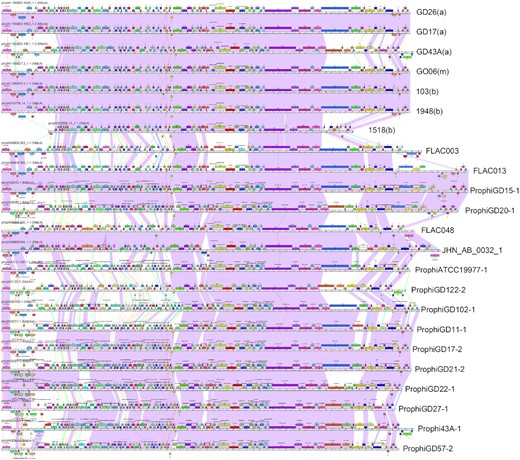 Genome maps of Cluster MabA M. abscessus prophages. DEPhT running in normal mode was used to search all single-contig M. abscessus genome assemblies in PATRIC, prophages were identified and extracted, and—together with previously identified prophages (28)—were used to build a Phamerator database (56). The genome maps for a subset of related genomes grouped in Cluster MabA are displayed, with each genome represented as a ruler with predicted genes shown as colored boxes above or below each genome, reflecting rightwards and leftwards transcription, respectively. Pairwise nucleotide sequence similarly is displayed by spectrum colored shading between genomes, with violet being the most similar. Prophages previously described are labeled as prophiGDxx at the right, and the DEPhT-derived sequences are labeled with the strain name and subspecies shown in parentheses, where known (a, abscessus; b. bolettii, m, massiliense). The genome alignments show good identification of prophage boundaries and illustrate their diversity and variation. We note that strain FLAC013 has a similar transposon insertion as prophiGD15-1 and prophiGD20-1 reported previously (28) giving longer genomes. The prophage in M. bolettii 1518 appears to have undergone deletions at both the left and right ends and is likely non-functional.