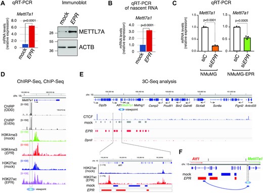 Transcriptional regulation of Mettl7a1 by EPR in NMuMG cells. (A) (left) Total RNA was extracted from mock and NMuMG-EPR cells and analyzed by qRT-PCR as indicated; (right) total extracts from mock and NMuMG-EPR cells were analyzed by SDS-PAGE followed by Immunoblot as indicated. The immunoblots displayed are representative of three experiments that yielded similar results (B) qRT-PCR analysis of nascent mRNAs in mock and NMuMG-EPR cells. (C) qRT-PCR analysis of Mettl7a1 in either NMuMG or NMuMG-EPR transiently transfected with either control siRNA (siC) or siRNA designed to silence EPR expression (siEPR). The values of qRT-PCR experiments shown are averages (±SEM) of three independent experiments performed in triplicate. Statistical significance (Student's t test) has been calculated using GraphPad Prism 9 for macOS software. (D) From top to bottom: genomic coordinates, RefSeq gene from Integrative Genome Viewer (Broad Institute), snapshots of ChIRP-Seq experiments, snapshots of H3K4me3 and H3K27ac ChIP-Seq (2) analyses performed in NMuMG-mock (mock) and NMuMG-EPR (EPR) centered on Mettl7a1 gene. The region used as viewpoint for 3C-Seq analysis is surrounded by a vertical dashed box and indicated at the bottom by a blue eye. (E) (upper panel), from top to bottom: genomic coordinates, RefSeq genes from Integrative Genome Viewer (Broad Institute), snapshot of CTCF ChIP-Seq (derived from GSM2425116), 3C-Seq bins in NMuMG-mock (mock) and NMuMG-EPR (EPR) cells, DpnII restriction sites. (Lower panel), close-up representation of the region located within the dashed lines. From top to bottom: genomic coordinates centered on the Atf1 locus, snapshot of H3K27ac ChIP-seq (2) in NMuMG-mock (mock) and NMuMG-EPR (EPR) cells, 3C-Seq bins in NMuMG-mock (mock) and NMuMG-EPR (EPR) cells. 3C-Seq analysis was performed using biological duplicates. (F) Schematic representation of the proposed EPR-mediated recruitment of a putative distal enhancer to the Mettl7a1 promoter region. 3C-Seq analyses were conducted on biological duplicates.