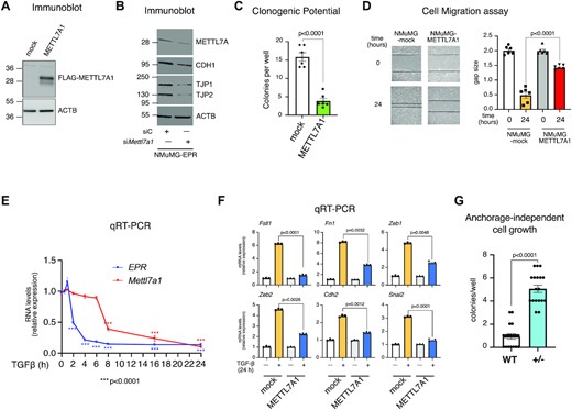 METTL7A1 is a component of an EPR-dependent pathway in NMuMG cells. (A) Total extracts were prepared from NMuMG cells stably transfected with either the empty vector (mock) or FLAG-tagged METTL7A1 expressing vector (METTL7A1) and analyzed by SDS-PAGE followed by Immunoblot as indicated. (B) NMuMG-EPR were transiently transfected with either control siRNA (siC) or siRNA designed to silence Mettl7a1 expression (siMettl7a1), total extracts were prepared and analyzed by SDS-PAGE followed by Immunoblot as indicated. The immunoblots displayed in panels A and B are representative of three experiments that yielded similar results. (C) Either mock or NMuMG-METTL7A1 cells were plated at low density in sextuplicate. After 6–10 days colonies were stained and counted using the imaging analysis software package ImageJ 1.53a (http://imagej.nih.gov/ij, NIH). The values are averages (±SEM) of three independent experiments performed in sextuplicate. (D) Scratch wound healing assays. (right) Scratch wounds were introduced into confluent monolayers of either mock or NMuMG-METTL7A1 cells. Cultures were photographed and the width of the wound was measured at 0 hr and 24 hr after the scratch was made. (left) The gap area (arbitrary units) for each cell type at each time point was plotted. The values are averages (±SEM) of three independent experiments performed in sextuplicate. (E) qRT-PCR analysis of either EPR or Mettl7a1in NMuMG cells serum-starved (2% FBS, 16 h) and either treated with TGF-β (5 ng/ml) for the indicated times or left untreated (time 0). (F) qRT-PCR analysis of the indicated transcripts in either mock or NMuMG-METTL7A1 cells serum-starved and either treated with TGF-β (5 ng/ml) (+) for 24 h or left untreated (−). The values of qRT-PCR experiments shown are averages (±SEM) of three independent experiments performed in triplicate. Statistical significance (Student's t test) has been calculated using GraphPad Prism. (G). Wild-type NMuMG (WT) and NMuMG heterozygous for Mettl7a1 CRISPR-Cas9 mediated deletion (+/−) were cultured in soft agar for 21 days and phase contrast micrographs were taken at 10X magnification. The number of colonies was counted and plotted. The values are averages (±SEM) of three independent experiments performed in sextuplicate. Statistical significance (Student's t test) has been calculated using GraphPad Prism 9 for macOS software.