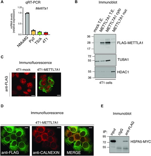 METTL7A1 expression is severely reduced in transformed cell lines. (A) The expression of Mettl7a1 was quantified by qRT-PCR analysis in the indicated cell types. The values of qRT-PCR are averages (±SEM) of three independent experiments performed in triplicate. (B) Total, cytoplasmic, and nuclear extracts were prepared from either mock or 4T1-METTL7A1 cells were analyzed by SDS-PAGE followed by Immunoblot using the indicated antibodies. (C) Immunofluorescence analysis of either 4T1-mock or 4T1-METTL7A1 cells grown on chamber slides and stained with anti-FLAG antibody. Scale bars represent 50 μm. (D) Immunofluorescence analysis of 4T1-METTL7A1 cells grown on chamber slides and stained as indicated. Scale bars represent 50 μm. Immunofluorescence analyses presented in panels (C) and (D) are representative of at least five fields evaluated in two biological replicates. (E) Coimmunoprecipitation of FLAG-tagged METTL7A1 expressed in 4T1-METTL7A1 cells transiently co-transfected with MYC-tagged HSPA5. The immunoblots displayed in panels B and E are representative of three experiments that yielded similar results.