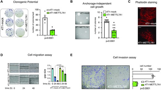 METTL7A1 expression in 4T1 transformed cells impairs their proliferation, migration, and invasion. (A) Either mock or 4T1-METTL7A1 cells were plated at low density in sextuplicate. After 6–10 days, colonies were stained and counted using the imaging analysis software package ImageJ 1.53a (http://imagej.nih.gov/ij, NIH). On the left a representative image of stained colonies. The values of three independent experiments performed in sextuplicate (±SEM) are plotted on the right. (B) Either 4T1-mock or 4T1-METTL7A1 were cultured in soft agar for 21 days and phase contrast micrographs were taken at 10X magnification. The number of colonies was counted and plotted. A representative image of colonies is shown on the left while the values in the bar graph (on the right) are averages (±SEM) of three independent experiments performed in sextuplicate. (C) Either 4T1-mock or 4T1-METTL7A1 were cultured on chamber slides and stained using Alexa Fluor 568 Phalloidin to visualize the actin cytoskeleton. Representative images of at least five fields of each biological duplicate are shown. Scale bars represent 50 μm. (D) Scratch wound healing assays. Scratch wounds were introduced into confluent monolayers of either 4T1-mock or 4T1-METTL7A1 cells. Cultures were photographed and the width of the wound was measured at 0, 24 and 48 h after the scratch was made. The gap area (arbitrary units) for each cell type at each time point was plotted. The values are averages (±SEM) of three independent experiments performed in sextuplicate. (E) Extracellular matrix invasion assay. 500 000 cells (either 4T1-mock or 4T1-METTL7A1) were seeded in inserts (8 μm pore size polycarbonate membrane coated with extracellular matrix) containing serum-free medium. Inserts were placed in 24-well plates filled with 20% FCS-containing medium. After 48 h, upper cells were removed and migrated cells were stained with Crystal violet and micro-photograms were taken (representative image on the left). Migrated cells were counted and plotted (right). The values are averages (±SEM) of three independent experiments performed in triplicate. Statistical significance (Student's t test) has been calculated using GraphPad Prism 9 for macOS software.