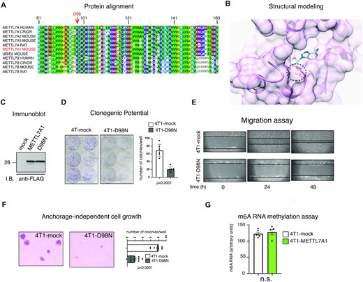Mutation in the SAM binding domain leaves unaffected METTL7A1 function in 4T1 cells. (A) Multiple alignment of the putative Methyltransferase domain of human METTL7A and METTL7B with homologous rodent sequences. (B) Model structure of METTL7A1 together with a SAM molecule in the binding pocket. The double hydrogen bond between the SAM ribose O2 and O3 hydroxyl oxygens and the Asp98 side chain are shown as dotted red lines. (C) Total extracts were prepared from 4T1 cells stably transfected with either the empty vector (mock) or FLAG-tagged METTL7A1 expression vector (METTL7A1) or with the FLAG-tagged D98N mutant of METTL7A1 (D98N) and analyzed by SDS-PAGE followed by Immunoblot as indicated. The immunoblot is representative of three experiments that yielded similar results. (D) Either mock or 4T1-D98N cells were plated at low density in sextuplicate. After 6–10 days, colonies were stained and counted using the imaging analysis software package ImageJ 1.53a (http://imagej.nih.gov/ij, NIH). On the left a representative image of stained colonies. The values of three independent experiments performed in sextuplicate (±SEM) are plotted on the right. (E) Scratch wound healing assays. Scratch wounds were introduced into confluent monolayers of either 4T1-mock or 4T1-D98N cells. Cultures were photographed and the width of the wound was measured at 0, 24 and 48 h after the scratch was made. Representative images of three independent experiment performed in sextuplicate are shown. (F) Either 4T1-mock or 4T1-D98N were cultured in soft agar for 21 days and phase contrast micrographs were taken at 10× magnification. The number of colonies was counted and plotted. A representative image of colonies is shown on the left while the values in the bar graph (on the right) are averages (±SEM) of three independent experiments performed in sextuplicate. (G) Total RNA was extracted from either 4T1-mock or 4T1-METTL7A1 and m6A was quantified using the colorimetric EpiQuik m6A RNA methylation quantification kit. The values are averages (±SEM) of five independent experiments performed in duplicate. Statistical significance (Student's t test) has been calculated using GraphPad Prism 9 for macOS software and indicated.