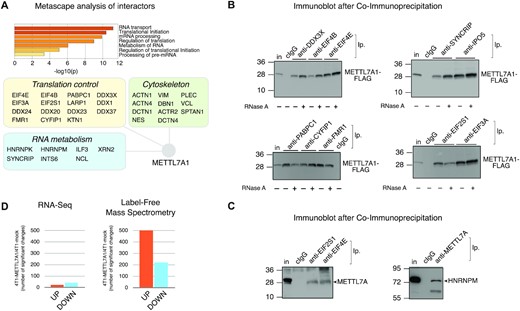 METTL7A1 belongs to a multi-protein complex that includes translation factors and affects protein expression in 4T1 cells. (A) Metascape analysis of METTL7A1 partners identified by MS after immunopurification of protein complexes (top panel). Interactors belonging to three major functional categories are represented in the schematic (bottom panel). (B) Co-immunoprecipitation of FLAG-tagged METTL7A1 with its molecular partners in 4T1 cell extracts. When indicated, cell extracts were pre-treated for 30 min at 37°C with RNase A (100 μg/ml). (C) Co-immunoprecipitation of endogenous METTL7A1 with its molecular partners in NMuMG cell extracts. Immunoprecipitations and immunoblots shown in panels B and C are representative of three experiments that yielded similar results. (D) Number of significant transcript changes based on RNA-Seq (left panel) and protein changes based on label-free MS (right panel) in 4T1-METTL7A1 cells compared to 4T1-mock cells.