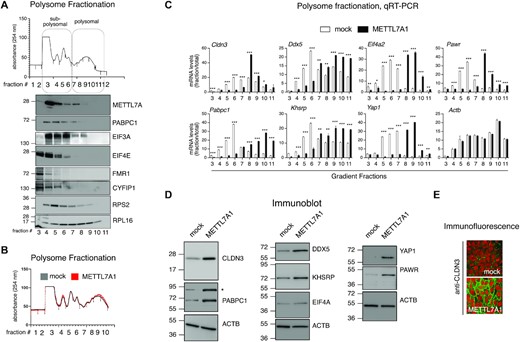 METTL7A1 modulates translation of select genes. (A) Representative example of polysome profiles obtained from cytoplasmic lysates of NMuMG cells fractionated by sucrose gradients. The relative absorbance of the various fractions is indicated (top panel). Immunoblot analysis of protein extracted from each gradient fraction. The identity of the proteins is indicated on the right. (B) Representative example of polysome profiles obtained from cytoplasmic lysates of 4T1-mock cells (mock) and 4T1-METTL7A1 cells (METTL7A1) fractionated by sucrose gradients. The relative absorbance of the various fractions is indicated. Polysome profiles are representative of at least three independent fractionations performed on biological triplicates. (C) qRT-PCR analysis of RNA extracted from the indicated polysome fractions and total RNA prepared from 4T1-mock cells (mock) and 4T1-METTL7A1 cells (METTL7A1). RNA levels in each fraction are presented upon normalization for total RNA levels (see Supplementary Figure S5A). The values of qRT-PCR experiments shown are averages (±SEM) of three independent experiments performed in triplicate. Statistical significance (Student's t test) has been calculated using GraphPad Prism 9 for macOS software (* P< 0.01, ** P< 0.001, *** P< 0.0001). (D) Immunoblot analysis of lysates prepared from 4T1-mock cells (mock) and 4T1-METTL7A1 cells (METTL7A1). The identity of each protein is presented on the right. Asterisk marks the position of a non-specific band. E. Immunofluorescence analysis of 4T1-METTL7A1 cells grown on chamber slides and stained with anti-CLDN3 antibody. Scale bars represent 50 μm.