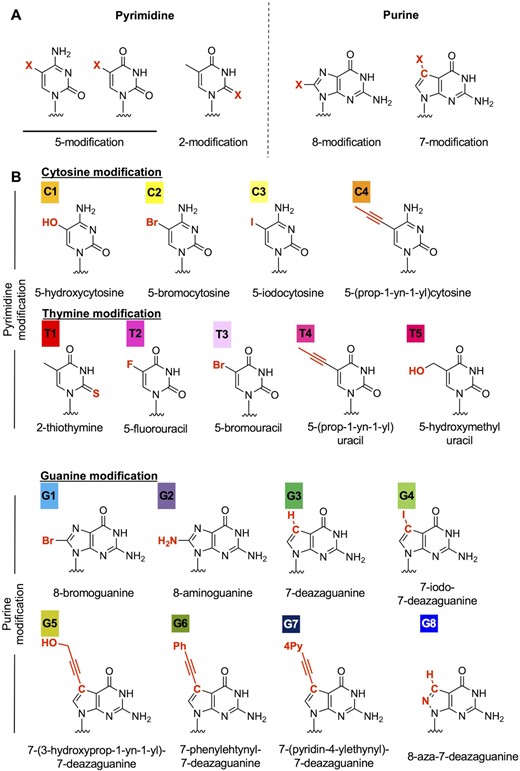 Nucleobase modification strategy to reduce LNA gapmer hepatotoxicity. (A) Position of chemical modification of the nucleobase. The 5- or 2-position of pyrimidine and 8- or 7-position of purine were selected for chemical modifications. (B) Nucleobase derivatives used in the study. Each color indicates a different nucleobase modification.