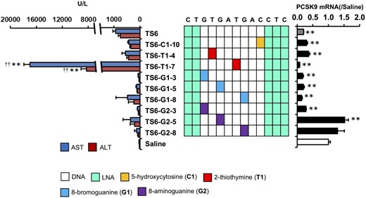 Effects of nucleobase modification on TS6-ASO hepatotoxicity and on-target activity. Hepatotoxicity and on-target activity of TS6-ASO series. Left panel: Serum AST and ALT levels. Middle panel: Schematic of the parent TS6-ASO and TS6-ASO analogs with nucleobase modification in the gap region. Right panel: On-target activity. C57BL/6J mice were intravenously injected 20 mg/kg TS6-ASO series. Ninety-six hours post injection, serum AST and ALT levels and Pcsk9 mRNA level were measured. Results are expressed as mean ± SE (n = 4). Asterisks indicate a significant difference compared with the control group (**P < 0.01). Daggers indicate a significant difference compared with the TS6-ASO-treated group (††P < 0.01).