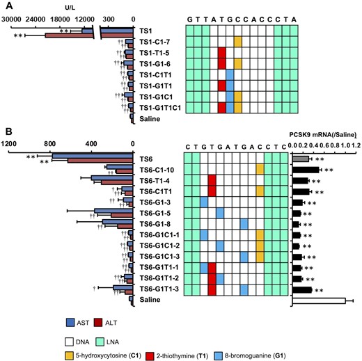 Effect of multiple nucleobase modifications on the hepatotoxicity of LNA gapmer ASOs. (A) Hepatotoxicity of the TS1-ASO series. Left panel: Serum AST and ALT levels. Right panel: Schematic of the parent TS1-ASO and TS1-ASO analogs with a single or multiple nucleobase modifications in the gap region. (B) Hepatotoxicity and on-target activity of the TS6-ASO series. Left panel: Serum AST and ALT levels. Middle panel: Schematic of the parent TS1-ASO or TS6-ASO analogs with single or multiple nucleobase modifications in the gap region. Right panel: On-target activity. C57BL/6J mice were intravenously injected 20 mg/kg TS1-ASO series or TS6-ASO series. Ninety-six hours post injection, serum AST and ALT levels and Pcsk9 mRNA level (TS6-ASO target) were measured. Results are expressed as mean ± SE (n = 4). Asterisks indicate a significant difference compared with the control group (**P < 0.01). Daggers indicate a significant difference compared with the TS1-ASO-treated or TS6-ASO-treated group (††P < 0.01, †P < 0.05).