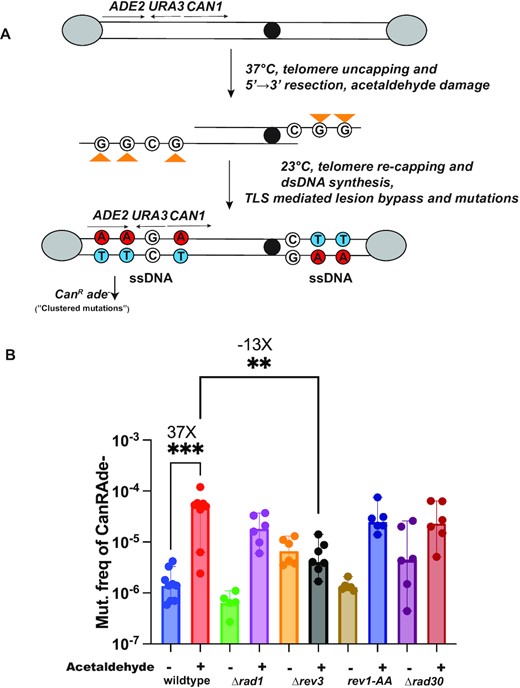 Testing the mutagenicity of acetaldehyde in yeast. (A) Schematic of the yeast reporter system. As described previously (28), the assay utilizes a yeast strain harboring the cdc13-1 allele and sub-telomeric reporters CAN1, ADE2 and URA3 on chromosome V (Materials and Methods). Temperature shift (37°C) followed by AA addition produces lesions (orange triangles) on guanine residues within ssDNA within reporter genes, which upon restoration of permissive temperature (23°C) would be erroneously bypassed by translesion synthesis, resulting in ‘clustered’ CanRAde– mutations within the reporters (solid red circles). Grey ovals-telomere protection complex, solid black circle- centromere. (B) Acetaldehyde mutation frequency estimates. Frequency of CanRAde– isolates after 24h AA exposure in the indicated strains. Minus (–) indicates water-treated controls whereas plus (+) indicates AA treatment. Data represent median frequencies with 95% CI. Asterisks represent P-value <0.05 based on an unpaired t-test (untreated v acetaldehyde-treated wildtype = ***(P-value = 0.0007), acetaldehyde-treated wildtype vs Δrev3 = ** (P-value = 0.005). Plotting and analysis were performed using Prism (v 9.3.1, GraphPad Software, LLC).
