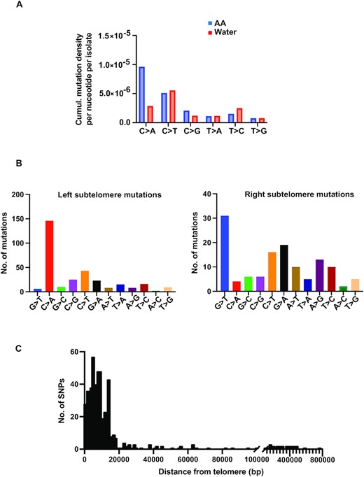 Mutation spectrum of acetaldehyde in yeast. Whole-genome sequenced CanRAde– mutants were aligned to the ySR127 yeast genome (30) using BWA and mutations were called using VarScan (A) Cumulative mutation density for each single base substitution (given substitution along with substitution of the complementary base) per isolate with AA or control (water) treatment, calculated as the number of given substitutions per the total number of mutable bases within ssDNA (30 kb from telomeres). (B) Frequency of base substitutions near left and right telomeres to assess bias of substitutions. (C) Distance of mutations from telomeres to ascertain sub-telomeric vs mid-chromosome distribution. Chromosome coordinates for yeast reference sequence (sacCer3) were obtained from UCSC Table Browser and distances were estimated using BEDtools. Plotting and analysis were performed using Prism (v 9.3.1, GraphPad Software, LLC).