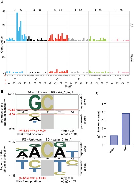 Acetaldehyde mutation signature analysis. (A) Contribution of each of the 96 possible base substitutions to the AA mutation signature are depicted. Positions of the bases relative to the mutated cytosine or thymine are noted in red (–1, 0, +1). For comparison, mutations from AA (top) and control (water, bottom) samples were analyzed concomitantly. The analysis was performed using the Bioconductor R package SomaticSignatures (33). (B) Over-representation of nucleotides in a pentanucleotide context of C→A mutations using PLogo. Cytosine in grey highlight represents the fixed C position and heights of residues in the –2 to + 2 positions indicate magnitude of over- or under-representation of the indicated residue at the position. Top panel represents acetaldehyde-derived mutations, bottom panel represents mutations derived from control (water) treatment N(fg) = foreground mutations i.e total number of C→A substitutions. N(bg) = background mutations, i.e number of all other C substitutions across the genome. Red lines in top panel represent over/under-represented residues that are statistically significant. (C) Enrichment of the gCn→gAn AA mutation signature in yeast.