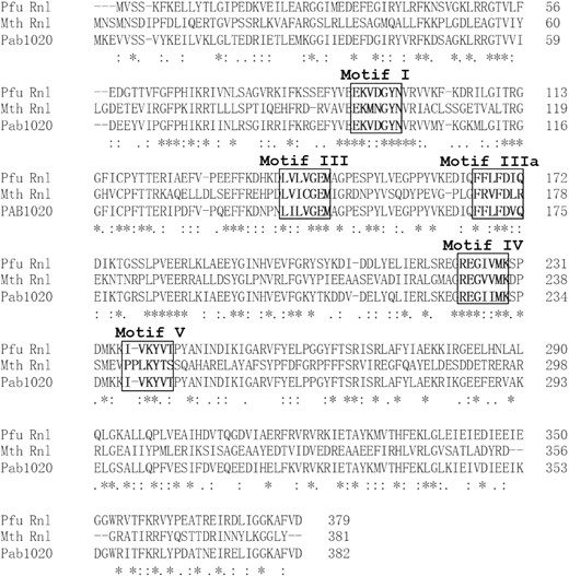 Sequence comparison of Pfu RNA ligase (Pfu Rnl), Mth RNA ligase (Mth Rnl) and Pab1020 protein. The motifs I, III, IIIa, IV and V are labeled in bold and boxed. The asterisk represents identical residues. The : symbol represents amino acids with similar properties. The alignment was made with the Clustal Omega online software.