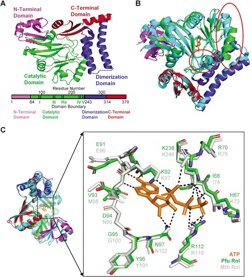 Predicted structure of Pfu Rnl and comparison with Mth Rnl. (A) The four domains of Pfu Rnl are highlighted with different colors. Schematic diagram of the domain boundaries is shown below, with conserved motifs I, III, IIIa, IV and V of the nucleotidyl transferase superfamily shown in dark green. (B) Structure superposition of Pfu Rnl and Mth Rnl. Among the few noticeable structural differences, the red circle in the middle highlights the α-helix missing in Pfu Rnl. The red circle in the top right corner highlights a shortened α-helix in Pfu Rnl. (C) The superposed structure of the ATP-binding pocket in Pfu Rnl and Mth Rnl. The hydrogen bonds are shown by dotted lines.