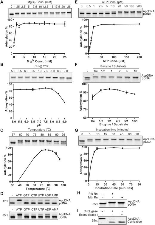Characterization of Pfu RNA ligase activity. (A) Mg2+ concentration. (B) pH in Tris–HCl buffer. (C) Temperature. (D) Mononucleotides. The assays were performed with 17-nt and 55-nt ssDNAs. (E) ATP concentration. (F) Enzyme to substrate ratios. (G) Incubation time. (H) The adenylation activity of Pfu Rnl and Mth Rnl was compared using phosphorylated oligonucleotide. (I) The adenylated product was circularized with CircLigase ssDNA ligase without ATP and treated with exonuclease I. Error bars represent the standard deviations of three independent experiments.