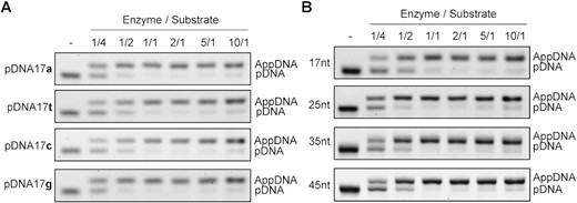 Effect of the substrate 5′ nucleotide and DNA length on the efficiency of adenylation. (A) Adenylation efficiency was evaluated using 17-nt oligonucleotides with identical sequences except at the 5′-phosphorylated terminus. Substrates were catalyzed under various enzyme to substrate ratios as specified. (B) Adenylation efficiency was evaluated using 17-, 25-, 35- or 45-nt phosphorylated oligonucleotides and under various enzyme to substrate ratios.