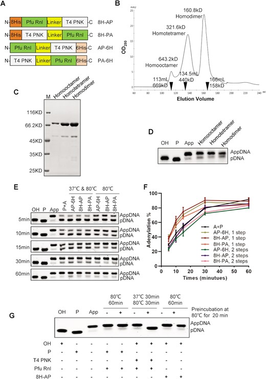 Fusion proteins with T4 PNK and Pfu Rnl directly convert a hydroxy substrate to an adenylated product. (A) Schematic diagram of four different fusion proteins with T4 PNK and Pfu Rnl. 8His (8H) and 6His (6H) stand for His tags. The linker is a GS amino acid repeat polypeptide. The short names of the fusion enzymes are specified on the right. (B) Gel filtration results for the fusion protein 8H-AP. The molecular weights and elution volumes of the protein standards are marked as inverted triangles. The presumed homodimer, homotetramer and homo-octamer were further analyzed by SDS–PAGE (C) and enzymatic reactions (D). (E) A time-series experiment with different enzyme/enzyme combinations. P + A stands for the 5′-OH-terminated oligonucleotide treated with T4 PNK and Pfu Rnl in a two-step reaction as a control, with a quantitative analysis shown in (F). (G) Demonstration of acquired thermostability for T4 PNK in the fusion enzyme via pre-incubation of 80°C for 20 min.