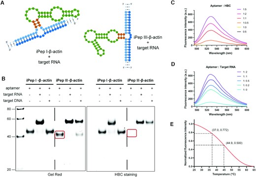 Characterization and condition optimization of iPepper aptamers. (A) Predicted secondary structure of iPepper combined with target RNA. iPep I-β-actin and iPep III-β-actin were designed based on Pepper I and III respectively. (B) 10% PAGE analysis of iPepper aptamer binding with target RNA. Gels were stained first with HBC (right) and subsequently with Gel Red (left). The lane of iPep III-β-actin without target RNA stained by HBC showed no corresponding band circled in red, while the iPep I-β-actin shows the opposite result. (C) Fluorescence spectra of iPepper (iPep III-β-actin) with different HBC equivalents. The sample with a ratio of iPepper to HBC of 0:5 served as a negative control. (D) Fluorescence spectra of iPepper (iPep III-β-actin) with different target RNA equivalents. (E) Temperature-dependence normalized fluorescence intensity of iPep III-β-actin aptamer and target RNA with 1 μM HBC. The fluorescence decreased to 22.8% and 50% of the initial value at 37.0°C and 44.9°C, respectively.