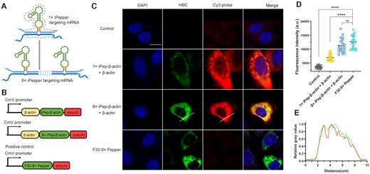 Imaging exogenous β-actin mRNA with a genetically encoded iPepper aptamer. (A) Schematic representation of eight tandem arrays of iPepper, 8× iPep-β-actin. Dark blue represents the targeted mRNA. (B) Scheme of plasmids that encode 1× or 8× iPep-β-actin in the 3′-end of β-actin, and the positive control, F30-8× Pepper, respectively. (C) Confocal imaging of fixed HeLa cells coexpressing β-actin and iPepper (1× iPep-β-actin and 8× iPep-β-actin) in the presence of 1 μM HBC. F30-8× Pepper was used as a positive control. β-actin mRNA was co-labeled with Cy3-DNA probe (red) using FISH in fixed HeLa cells. The nucleus is shown in blue (DAPI). Scale bar = 10 μm. Three independent experiments were carried out. (D) Mean flourscence indensity of control, 1× iPep-β-actin with β-actin, 8× iPep-β-actin with β-actin and F30-8× Pepper in individual cells. Data represent the mean ± s.d. (N = 20 cells). A two-tailed t-test was performed with α = 0.05. NS means not significant, P-value < 0.0001 (****) means a statistically significant. (E) The change in relative fluorescence intensity on the straight line marked in (C). The brightest fluorescence intensity on the straight line is counted as 1.0.