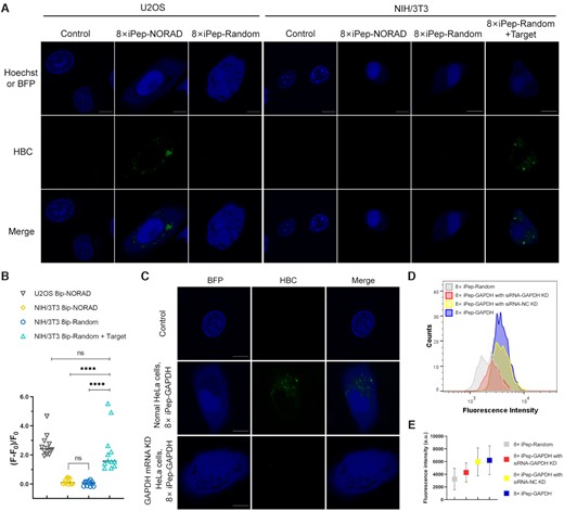 Fluorescence images for U2OS cells and NIH/3T3 cells expressing 8× iPep-NORAD or 8× iPep-Random respectively, and NIH/3T3 cells expressing 8× iPep-Random with target RNA transfection. Scale bar = 10 μm. (B) Semi-quantitative analysis of 8× iPep-NORAD fluorescence in individual U2OS and NIH/3T3 cells and 8× iPep-Random fluorescence with or without target RNA in individual NIH/3T3 cells. Data represent the mean ± s.d. (N = 12 cells). A two-tailed t-test was performed with α = 0.05. NS means not significant, P-value < 0.0001 (****) means a statistically significant. (C) Imaging endogenous GAPDH mRNA using 8× iPep-GAPDH in normal U2OS cells or U2OS cells with GAPDH mRNA knocking down by siRNA. Scale bar = 10 μm. (D) Flow cytometry histogram of U2OS cells expressing 8× iPep-GAPDH under the treatment of siRNA targeting GAPDH (red) and siRNA-NC (yellow). Normal HeLa cells expressing 8× iPep-Random (gray) or 8× iPep-GAPDH (purple) without treatment of siRNA were used as the negative control and positive control, respectively. (E) The mean fluorescence intensities (MFI) of cell populations in flow cytometry experiment in (D).For (A) and (C), at least two independent experiments were carried out with similar results.