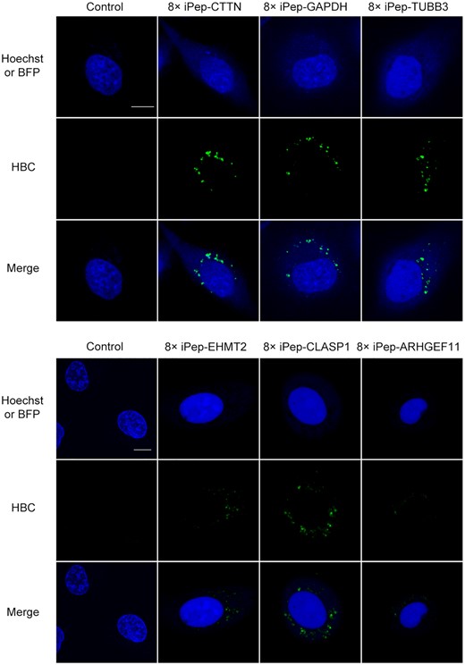Visualization of CTTN, GAPDH, TUBB3, EHMT2, CLASP1 and ARHGEF11 mRNA in a single live U2OS cell expressing a coexpression vector encoding iPepper targeting the corresponding mRNA. The fluorescent images show Hoechst 33342, BFP (blue), and aptamers (green). Scale bar = 10 μm. At least three independent experiments were carried out with similar results.