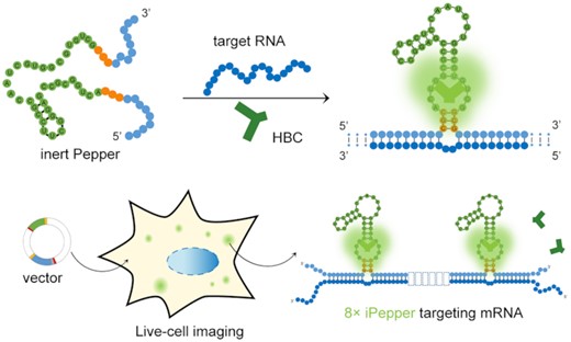 A gene-encoded system is designed for the noninvasive imaging of endogenous RNA in living cells. In the presence of HBC, iPepper with a loose structure does not emit fluorescence until it binds to the target RNA. The fluorescence turn-on mechanism renders this system high efficiency and sensitivity.