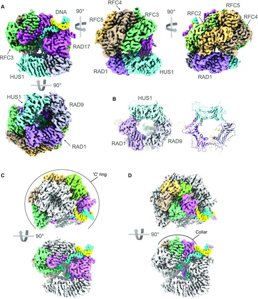 CryoEM structure of RAD17–RFC–9–1–1–DNA complex. (A) Orthogonal views of the experimental map coloured to reflect the individual polypeptide chains. The two strands of the DNA are coloured sky blue and sunflower yellow – the colours of the Ukrainian flag. This and all other molecular graphics were created in ChimeraX (56) or Chimera (42). (B) CryoEM volume for the 9–1–1 ring (left) and secondary structure of the fitted atomic model (right) showing that the ring is fully closed in this complex with RAD17–RFC. (C) Orthogonal views showing the Rossmann-fold and central helical bundle domains of RAD17, RFC2, RFC5, RFC4 and RFC3 (coloured as A) form a slightly twisted ‘C’ ring at the base of the clamp loader, that interacts with the 9–1–1 ring. (D) As D. but highlighting the arrangement of the C-terminal domains of each subunit, that form a pentagonal collar at the top of the clamp loader.