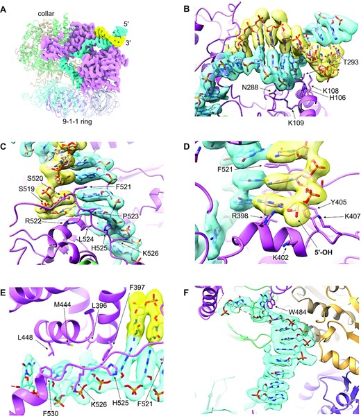 DNA binding by the clamp loader. (A) The double stranded DNA (blue and yellow) enters the clamp loader from the side, interacting exclusively with RAD17, and pushing through a gap between the N-terminal Rossmann and central domains of RAD17, and its C-terminal helical domains. The path of the single stranded segment of DNA is twisted by ∼90° as it passes under the collar, to direct it towards the 9–1–1 ring bound at the base of the clamp loader. (B) Details of the interaction of the N-terminal and central domains of RAD17 with the dsDNA. Multiple basic and polar residues interact with the sugar-phosphate backbone of the duplex DNA, in and around the minor groove. The experimental volume for the DNA is shown as a transparent surface through which the atomic model can be seen. (C) Details of the interaction of the C-terminal domains of RAD17 with the dsDNA. As well as polar interactions with the sugar phosphate backbones of both strands, the side chain of Phe521 partially intercalates into the DNA through the minor groove, disrupting base pairing and stacking. (D) The path of the 3′-5′ strand is blocked by an α-helix from RAD17, with the side chains of three basic residues Arg398, Lys402 and Lys407, forming a pocket into which the 5′-OH of the interrupted strand, projects. This pocket would be able to bind and neutralise a 5′-phosphate if one were present. (E) The path of the 5′-3′ strand is twisted away from the dsDNA–ssDNA junction over four nucleotides through interaction of their sugar-phosphate backbones with multiple charged residues, and the exposed faces of their bases with an arc of hydrophobic side chains. (F) A further twist in the path of the ssDNA is dictated by interaction with the side chain of Trp484, before a canonical B-DNA like conformation is re-established as the remaining visible ssDNA spirals down into the central hole of the 9–1–1 ring.