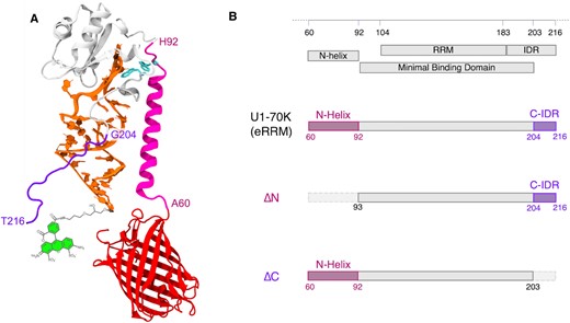 (A) The eRRM–SL1 complex (PDB ID: 4PKD) showing W89 and W187 (cyan licorice) on U1-70K (gray), N-helix (A60 to H92) in magenta, C-IDR (G204 toT216) in violet and FRET labels Alexa Fluor 488 (green) on RNA (orange) and mCherry (red) on U1-70K. (B) Annotated U1-70K sequence in the region of the eRRM (60–216) with domains included in the 3 main protein constructs used for the experiments.