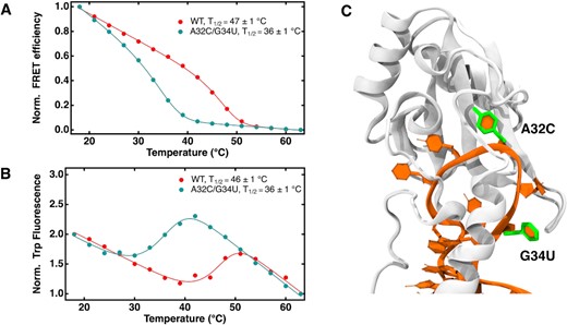 Extended RRM to SL1 binding is destabilized by RNA mutations at the binding site. (A) Normalized FRET efficiency curves of 1 μM wild type and double mutant SL1 in complex with the U1-70K eRRM in 10 mM potassium phosphate and 300 mM KCl pH 7.4 excited at 488 nm. (B) Normalized tryptophan emission intensity curves under the same conditions. Both FRET efficiency and tryptophan emission curves were fit to eq. 3 in Methods to obtain ${T_{1/2}}$ shown in the figure legends, and baseline fitting is explained in Eq. (2) in Materials and Methods; (C) eRRM–RNA complex showing mutated sites (A32C, G34U) on SL1 RNA highlighted in green licorice.