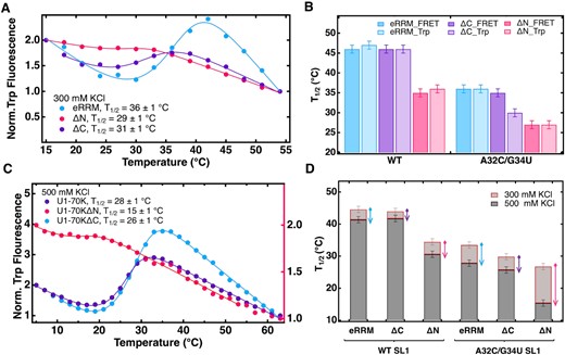 N-helix truncation weakens U1-70K eRRM–SL1 binding whereas the C-IDR truncation only affects the binding pocket of the double mutant. (A) Tryptophan emission intensity curves from fluorescence spectra of equimolar mixture of A32C/G34U SL1 and eRRM (blue), ΔN (magenta) and ΔC (violet) excited at 295 nm collected from 15 to 54°C in 10 mM potassium phosphate and 300 mM KCl pH 7.4. (B) Plot summarizes the effect of N-Helix and C-IDR truncations on binding stabilities of the eRRM in complex with wild type and A32C/G34U SL1; singe mutants are shown in Supplementary Figure S12. The effect of N-Helix truncation on binding can be observed clearly in case of all RNA variants, whereas C-IDR truncation only affected the double mutant complex, where it destabilized the binding pocket. FRET was used as a global reporter of binding, whereas Trp quenching reports on the binding pocket. (C) Tryptophan fluorescence curves from thermal dissociation of eRRM, ΔN and ΔC in complex with A32C/G34U SL1 collected from 5 to 63°C in same buffer conditions as B but with higher salt concentration (500 mM KCl). The signal (y-axis) for ΔN complex is plotted on the right hand side so that the unbinding transition is clearly visible. (D) Plot summarizes the extent of high salt destabilization of the protein complexes with wild type and A32C/G34U SL1. The N-helix truncation resulted in a higher degree of destabilization in high salt compared to that when the helix is present.
