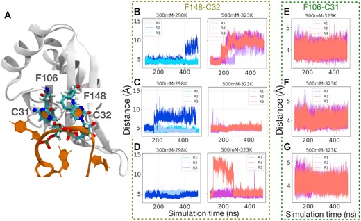 (A) The crucial RRM base-stacking interactions of C31–F106 and C32–F148 within the complex. The distance between the center of mass from C32 to F148 or C31 to F106 in three simulation replicas (R1, R2, and R3) was plotted to monitor their interactions in complexes with different temperatures and salt concentrations for the eRRM complex in (B, E), for ΔC complex in (C, F), and for ΔN complex in (D, G). The C31–F106 base stacking interaction for all protein variations remain fully bound (Supplementary Figure S16), but C32–F148 is least stable in the untruncated complex (see Supplementary Figure S16 for other salt and temperature conditions).