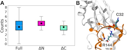 (A) The distribution of the total number of hydrogen bonds defining the RRM:RNA binding site of eRRM:RNA at ambient (25°C, 300 mM salt) conditions for the different protein truncations shown as box plots with the black dot showing the mean values. While the mean values for the eRRM and ΔC complexes are similar, the mean value for the ΔN complex is higher. For other conditions see Supplementary Figure S18. (B) The hydrogen bond between the side chain of R144 and backbone of C32, that is formed in the ΔN complex and contributes to the higher mean value of hydrogen bonds for this complex with respect to the eRRM complex.