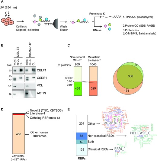 Characterization of the melanoma RBPome. (A) Schematic representation of the RNA interactome capture (RIC) procedure. (B) RBP enrichment assessed by western blot. (C) Number of total and significant (BFDR ≤ 0.05) proteins recovered in RIC eluates. Most significant proteins were also recovered with a BFDR ≤0.01 (dashed line). Significance was calculated using SAINTexpress by comparing crosslinked versus non-crosslinked conditions. The overlap of significant RBPs in both cell lines is shown on the right. (D) Comparison of the melanoma RBPome (excluding histones and ribosomal proteins) with previously published RBPomes. (E) Analysis of RNA binding domains (RBDs) present in the melanoma RBPome. Domain word clouds indicate the frequency of protein domains in the data sets.
