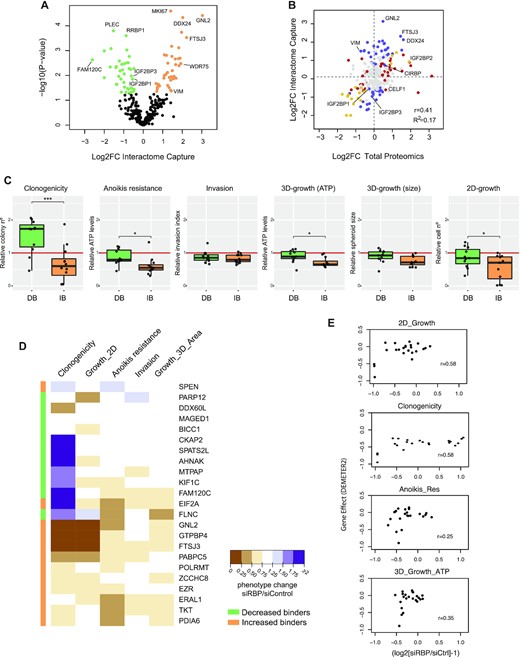 RIC uncovers novel dependencies of cancer cells. (A) Volcano plot showing differential RBP recovery in RIC eluates of non-tumoral and metastatic cells. Some RBPs are indicated. (B) Scatter plot showing the correlation between changes at the level of RIC and changes at the level of total proteomics for RBPs identified in both cell lines. Proteins with a significant Log2FC (P< 0.05) only in RIC (blue), levels (red) or both (yellow) are highlighted. Pearson correlation and the coefficient of determination are shown in the lower-right corner of the graphs. Some RBPs are indicated. (C) RIC identifies RBP dependencies of metastatic SK-Mel-147 cells. Boxplots show the outcomes of RBP depletions within the decreased binder (green) or increased binder (orange) groups in clonogenicity, anoikis resistance, invasion, 3D growth (spheroid size and ATP) and 2D-growth assays. Each dot represents the averaged results of siRBP normalized to siControl (red line) for one RBP (n = 6–9). Significance between groups was assessed by Student's t-test. (D) Unbiased K-means clustering of results from functional validation. Clustering did not take into account the efficiency of depletion of each RBP. The colored sidebar on the left indicates the original classification of RBPs based on RIC. (E) Comparison of our functional validation with RNAi data for melanoma cells in DepMap. Each dot represents one RBP.